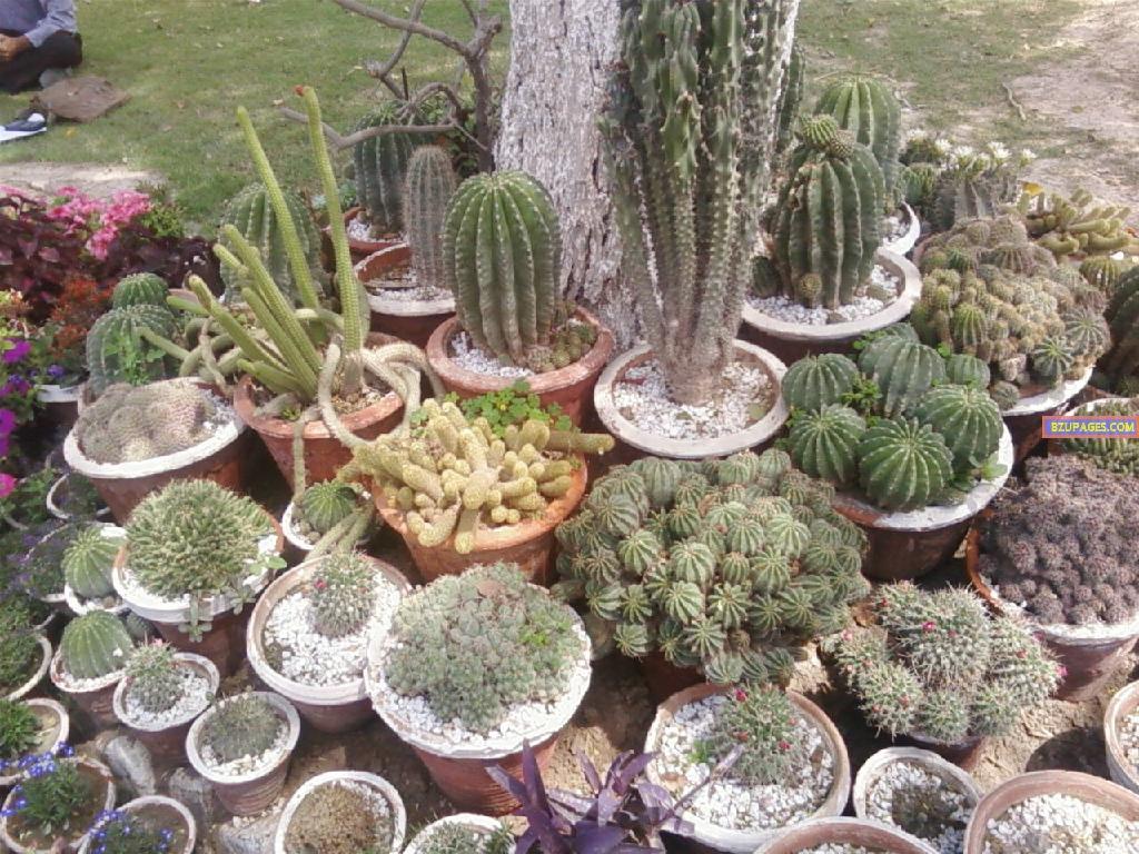 BZU Flower Exhibition 18