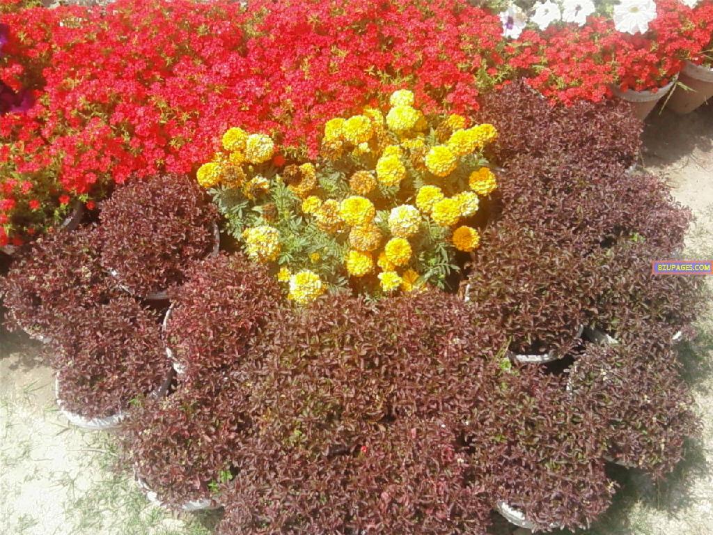 BZU Flower Exhibition 20