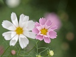 White and Pink flower