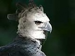 harpy eagle panama 160x120 775503