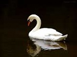 White Swan 160 197376