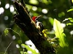 woodpecker panama 160x120 715917