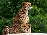 Cheetah 160 65788
