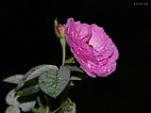 little pink rose 160 728988