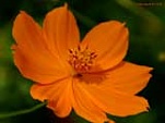 Orange Flower 160 829149