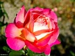 pink rose 160 978868