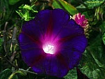 Purple Flower 160 283386