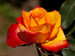 red yellow rose 160 966936