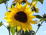 sunflower 160 25113