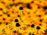 yellow flowers 160x120 429156