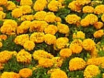 Yellow Marigolds 160 398559