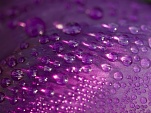 dew drops purple petal