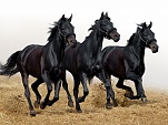 black horses on white background