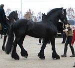 horse 37  black stallion by cyborgsuzystock