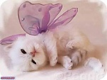 Cute These Naughty Cats wallpaper (10)