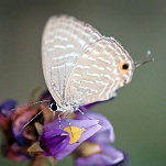butterfly 04