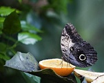 butterfly 09
