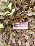 Smilax Ovalifolia, Family Samilacaceae